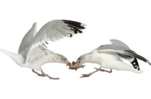 Conflict and bad dynamics