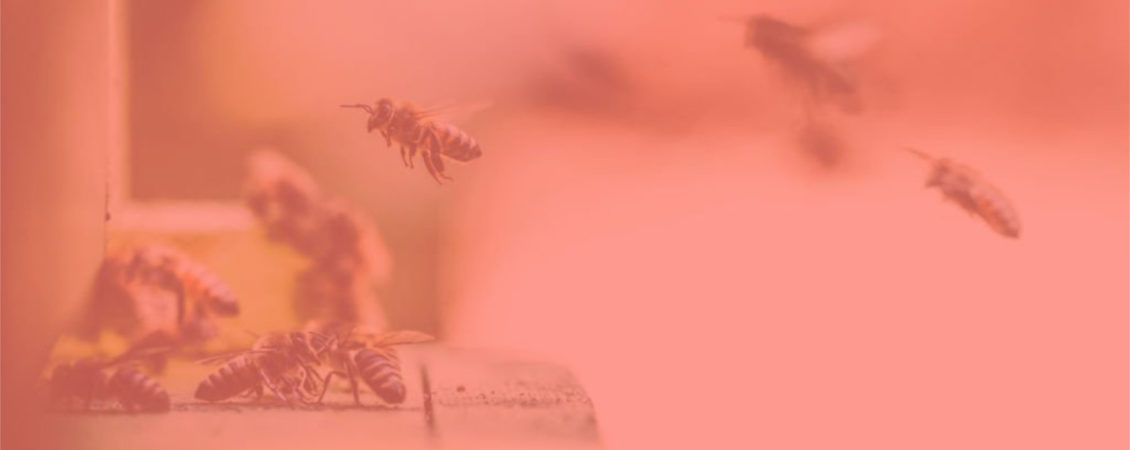 content swarm content swarm