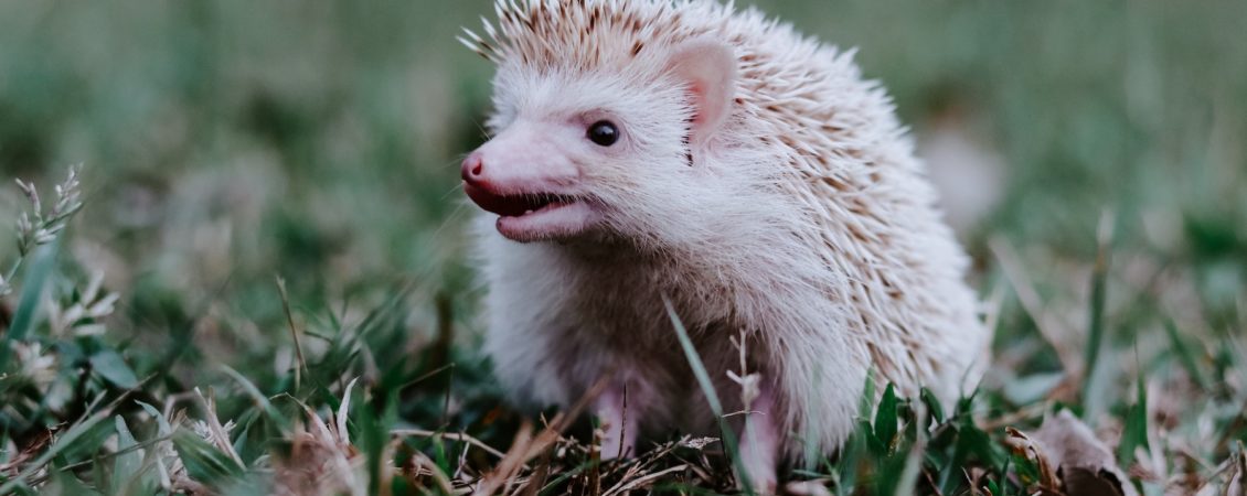 muaz-aj-SMoGda6duIY-unsplash muaz-aj-SMoGda6duIY-unsplash