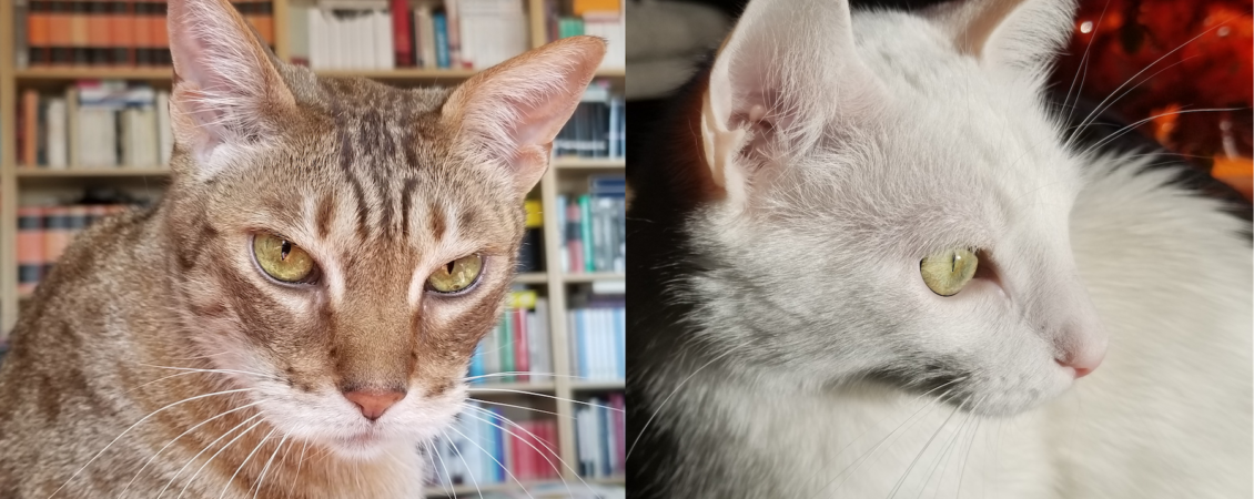 catfable catfable